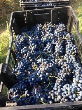 Handplockade syrahdruvor 