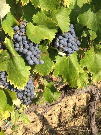 Mogna druvor färdiga för skörd.