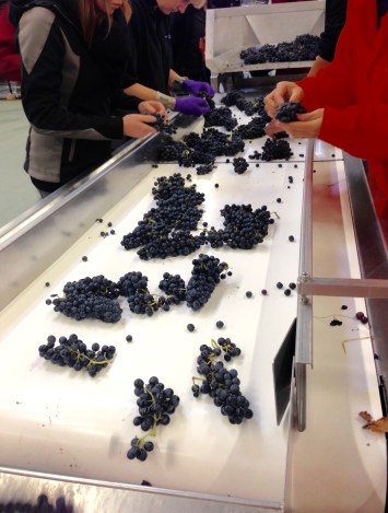 Oenoforos vinresa till Simrishamn. Nordic Sea Winery.